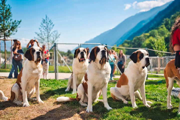 聖伯納犬樂園 Barryland